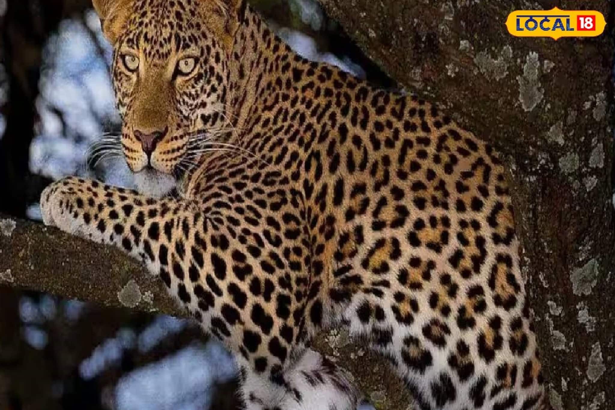 নাগেশ্বরী চা বাগানে হাড়হিম করা ছবি, উদ্ধার পূর্ণবয়স্ক লেপার্ডের দেহ! কারণ নিয়ে ধোঁয়াশা