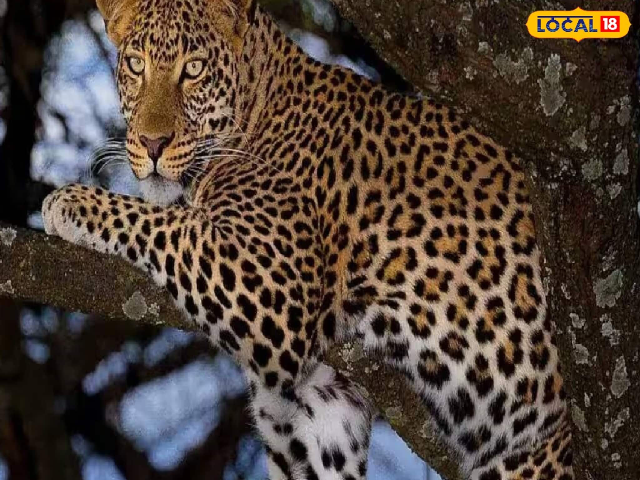 নাগেশ্বরী চা বাগানে হাড়হিম করা ছবি, উদ্ধার পূর্ণবয়স্ক লেপার্ডের দেহ! কারণ নিয়ে ধোঁয়াশা