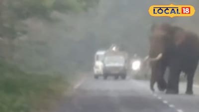 রাস্তার মাঝে বুনো হাতি