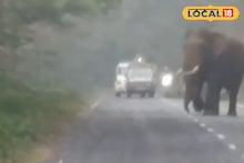 Jalpaiguri News: থমকে গেল জাতীয় সড়ক, লাটাগুড়ির জঙ্গলে হঠাৎ ‘রোড শো’ দাঁতালের! বিশাল হাতি দেখে পর্যটকদের উল্লাস