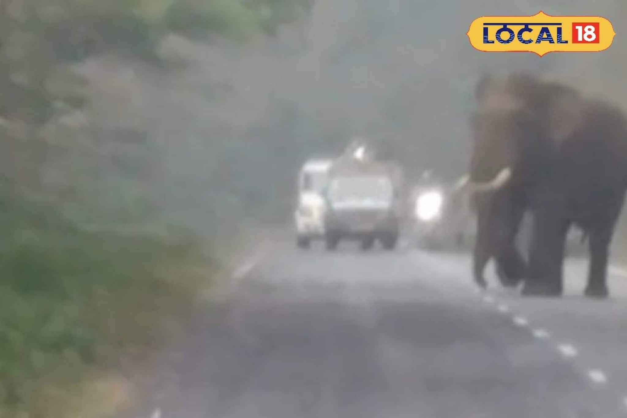 থমকে গেল জাতীয় সড়ক, লাটাগুড়ির জঙ্গলে হঠাৎ ‘রোড শো’ দাঁতালের! পর্যটকদের উল্লাস দেখে কে