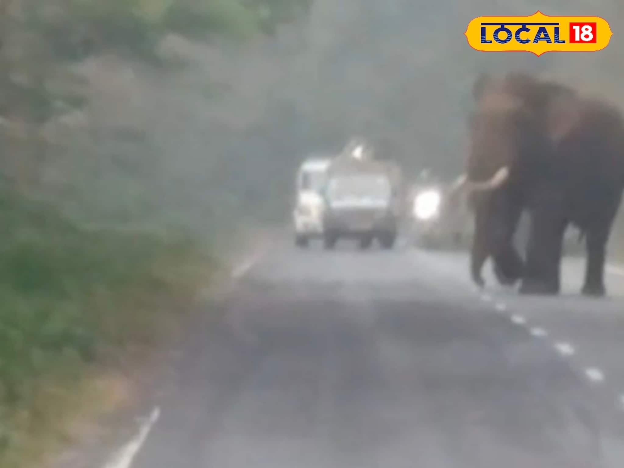 থমকে গেল জাতীয় সড়ক, লাটাগুড়ির জঙ্গলে হঠাৎ ‘রোড শো’ দাঁতালের! পর্যটকদের উল্লাস দেখে কে