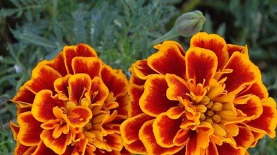 সহজ টিপস-এই গাঁদা গাছ ভরবে ফুলে