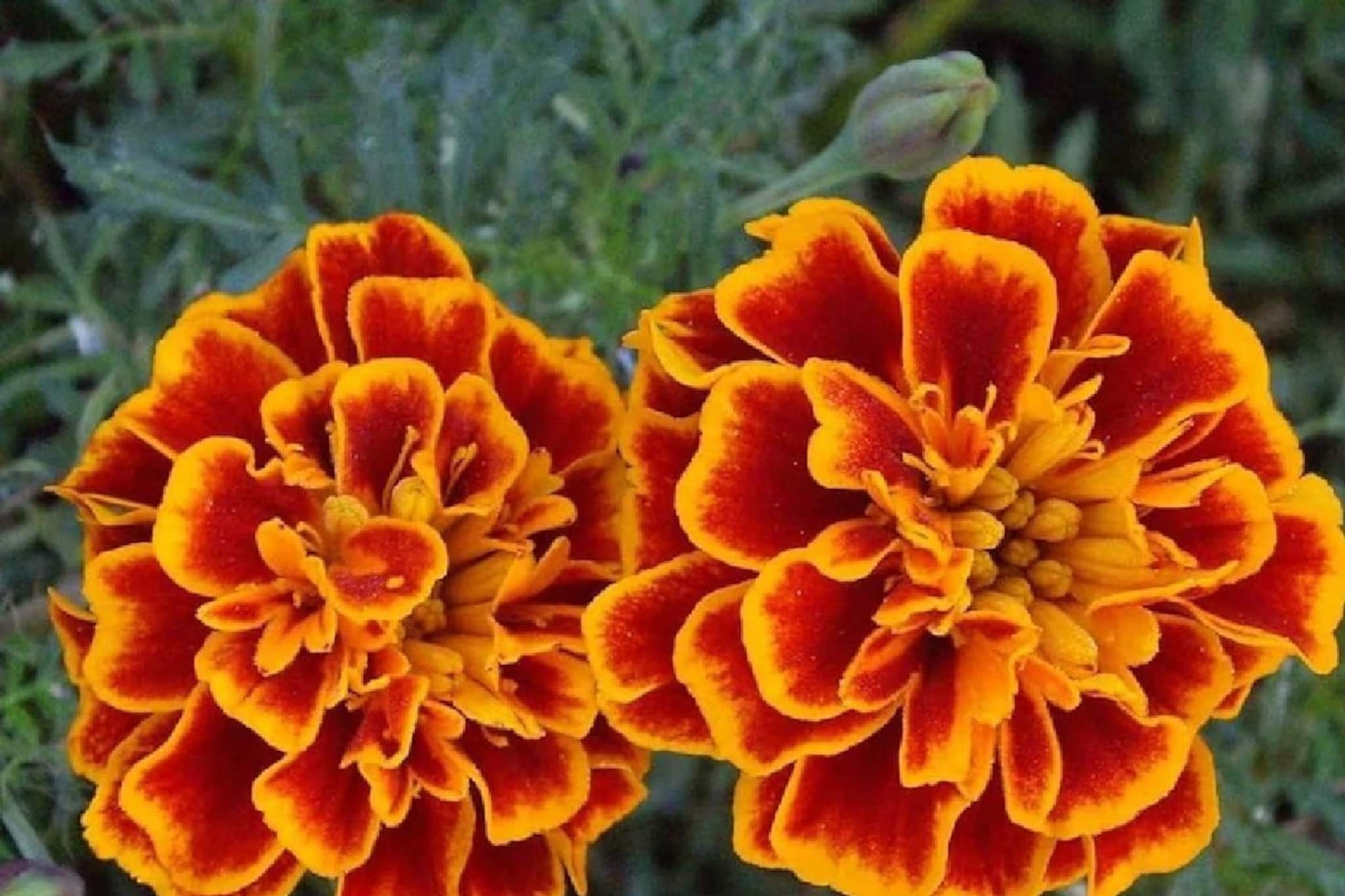 শখের গাঁদা গাছে ফুল ধরছে না? সমস্যার সমাধানে সহজ টিপস, রাতারাতি গাছ ভরবে ফুলে-ফুলে শখের গাঁদা গাছে ফুল ধরছে না? সমস্যার সমাধানে সহজ টিপস, রাতারাতি গাছ ভরবে ফুলে-ফুলে