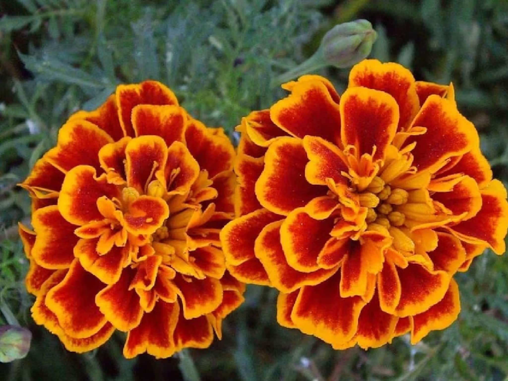 Gardening Tips: শখের গাঁদা গাছে ফুল ধরছে না? সমস্যার সমাধানে সহজ টিপস, রাতারাতি গাছ ভরবে ফুলে-ফুলে