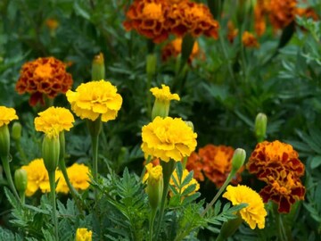 শখের গাঁদা গাছে ফুল ধরছে না? সমস্যার সমাধানে সহজ টিপস, রাতারাতি গাছ ভরবে ফুলে-ফুলে