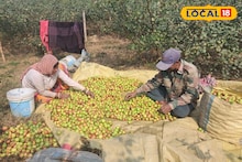 East Bardhaman News: সরস্বতী পুজোয় দারুণ চাহিদা, তবুও আক্ষেপ বর্ধমানের কুলচাষিদের! কারণ জানলে চিন্তা বাড়বে আপনারও