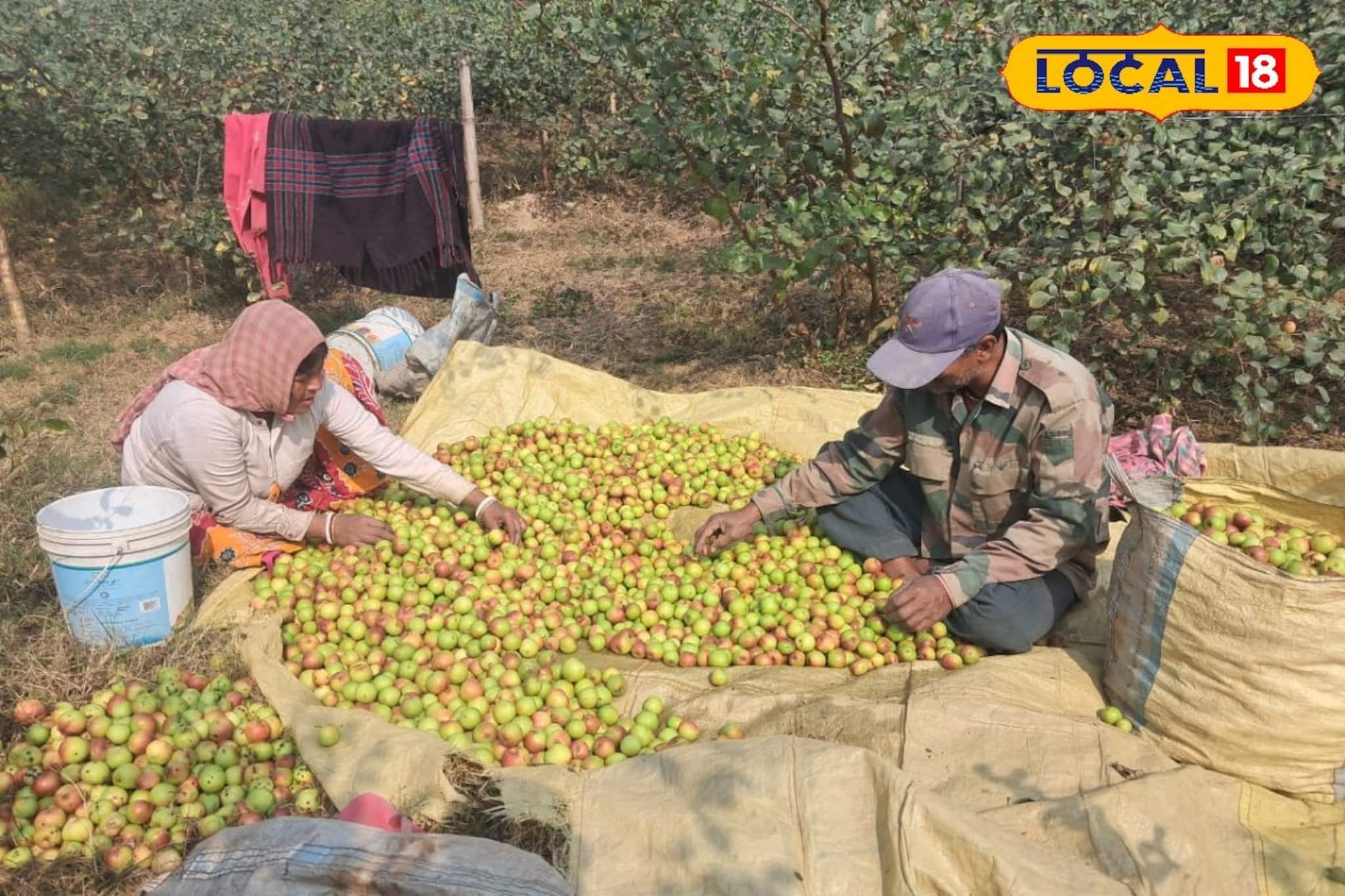 সরস্বতী পুজোয় দারুণ চাহিদা,তবুও আক্ষেপ বর্ধমানের কুলচাষিদের!কারণ জানলে চিন্তা বাড়বে আপনারও
