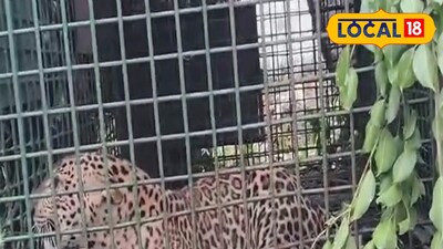 খাঁচাবন্দি লেপার্ড