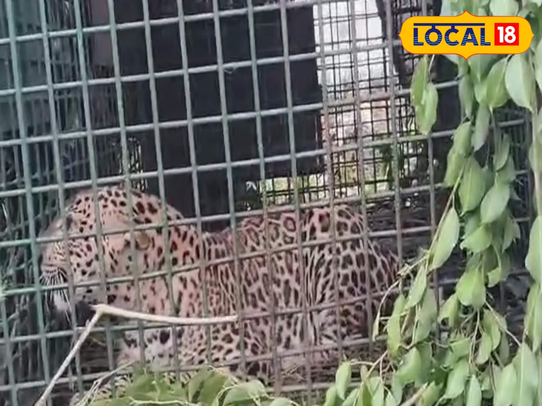 ছাগলের টোপেই বাজিমাত বনকর্মীদের! জলপাইগুড়ির চা বাগানে খাঁচাবন্দি আস্ত লেপার্ড