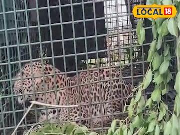 খাঁচাবন্দি লেপার্ড খাঁচাবন্দি লেপার্ড