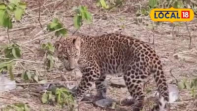 লেপার্ড শাবক উদ্ধার