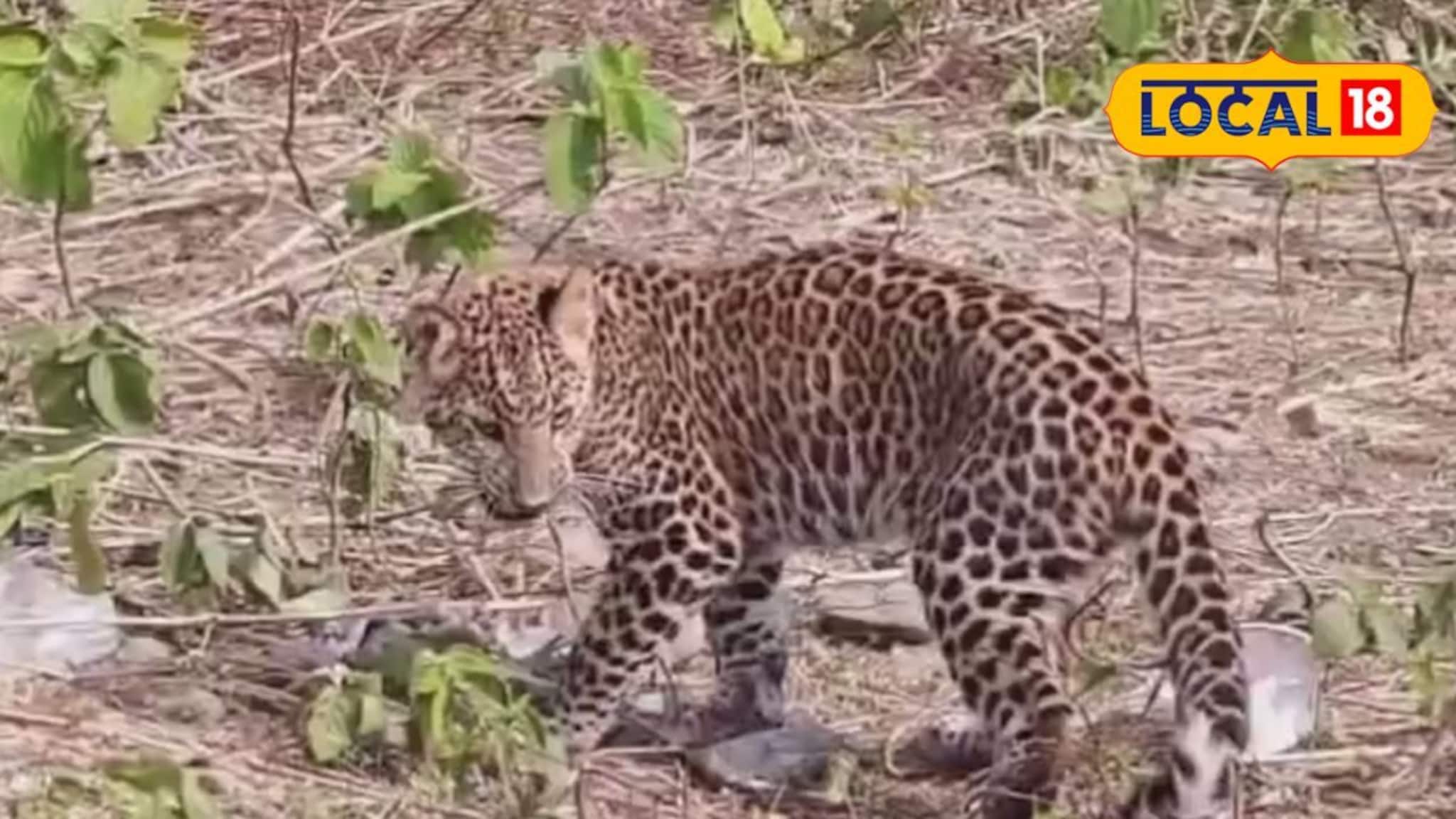 রেললাইনে শুয়ে কাতরাচ্ছিল অসুস্থ লেপার্ড শাবক! বিপদের হাত থেকে তাকে রক্ষা করলেন বাসিন্দারা