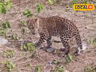 লেপার্ড শাবক উদ্ধার