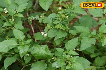 আগাছা নয়, মহৌষধ! জ্বর, শ্বাসকষ্ট থেকে জন্ডিস, পাইলস, ডায়েরিয়া-র যম এই গাছ