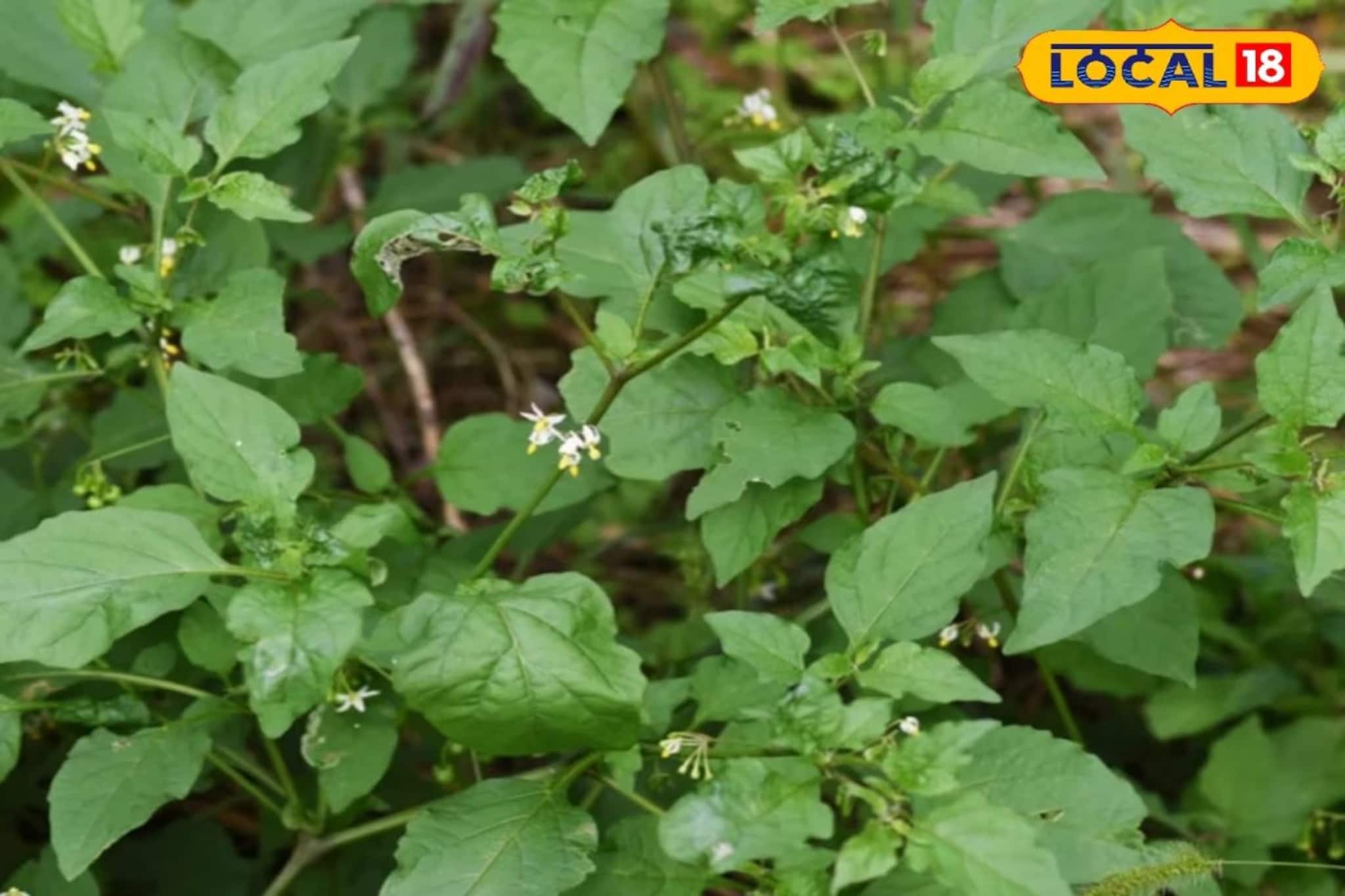 আগাছা নয়, মহৌষধ! জ্বর, শ্বাসকষ্ট থেকে জন্ডিস, পাইলস, ডায়েরিয়া-র যম এই গাছ আগাছা নয়, মহৌষধ! জ্বর, শ্বাসকষ্ট থেকে জন্ডিস, পাইলস, ডায়েরিয়া-র যম এই গাছ