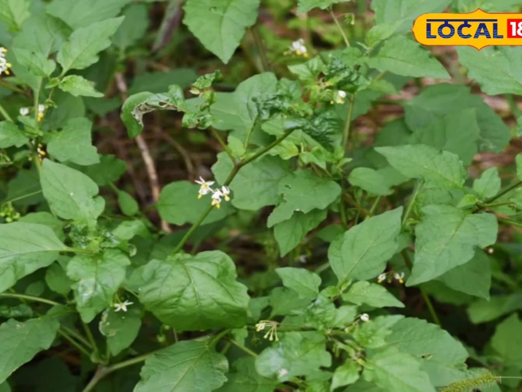 আগাছা নয়, মহৌষধ! জ্বর, শ্বাসকষ্ট থেকে জন্ডিস, পাইলস, ডায়েরিয়া-র যম এই গাছ আগাছা নয়, মহৌষধ! জ্বর, শ্বাসকষ্ট থেকে জন্ডিস, পাইলস, ডায়েরিয়া-র যম এই গাছ