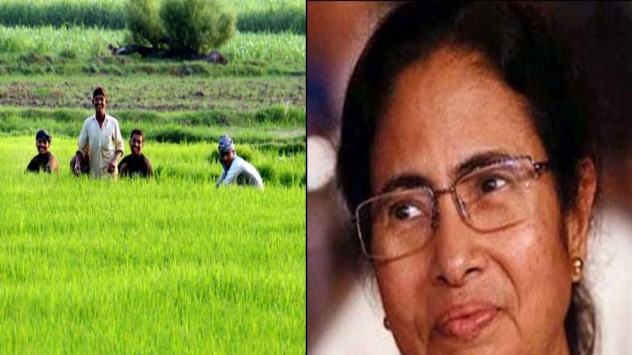 বাংলার চাষিদের জন্য সুখবর...! খরা-বন্যাতেও হবে বাম্পার ফলন, নতুন চার-চারটি ধানের ভ্যারাইটি আনল রাজ্য