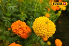 Marigold Price Hike: ঝপাঝপ পারদ পড়তেই তীব্র সংকটে গাঁদা চাষ! সরস্বতী পুজোয় ফুলের পিছনে বাড়বে বাজেট, আশঙ্কা সব মহলে