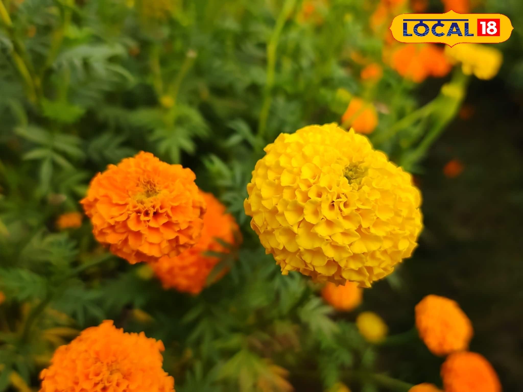 ঝপাঝপ পারদ পড়তেই তীব্র সংকটে গাঁদা চাষ! সরস্বতী পুজোয় ফুলের পিছনে বাড়বে বাজেট, আশঙ্কা ঝপাঝপ পারদ পড়তেই তীব্র সংকটে গাঁদা চাষ! সরস্বতী পুজোয় ফুলের পিছনে বাড়বে বাজেট, আশঙ্কা