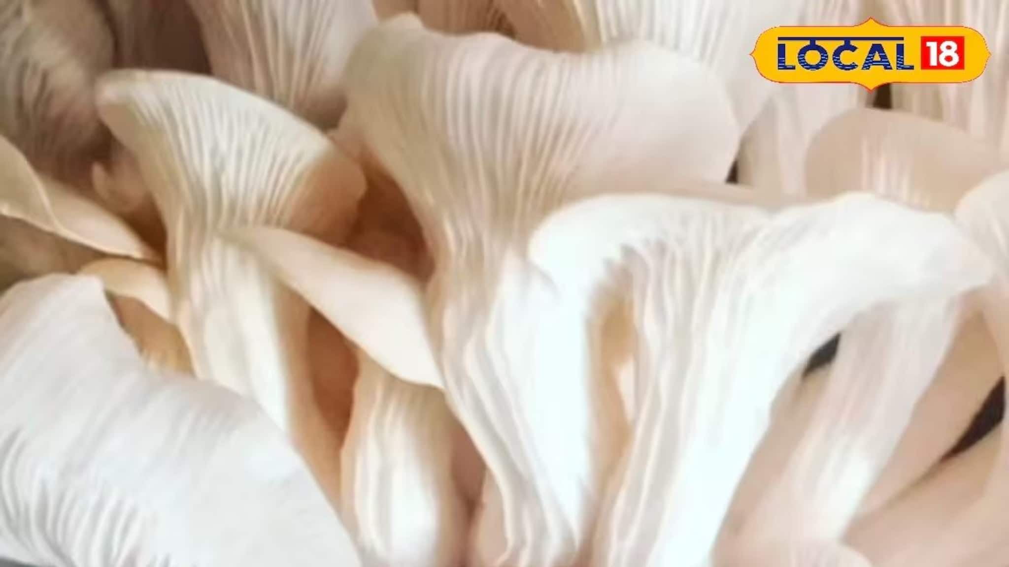 Mushroom Farming: ১০০ টাকার পুঁজিতে ভাগ্যবদল, রান্নাঘরে শুরু মাশরুম চাষ