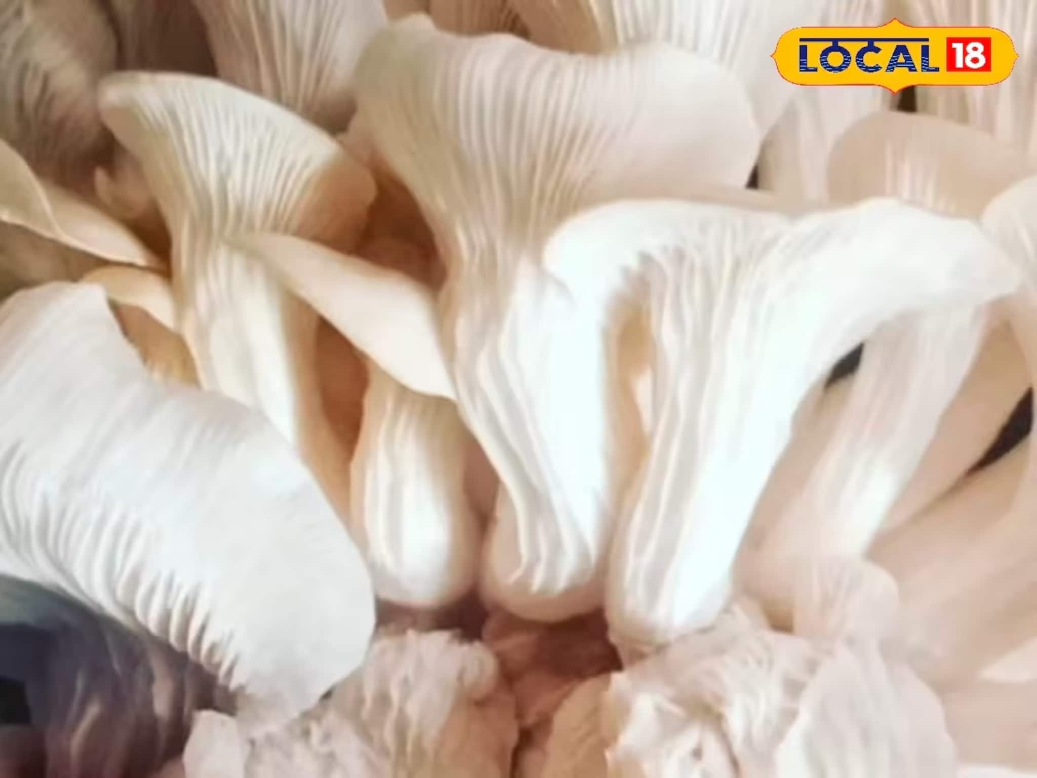 ১০০ টাকার পুঁজিতে ভাগ্যবদল, রান্নাঘরে শুরু মাশরুম চাষ