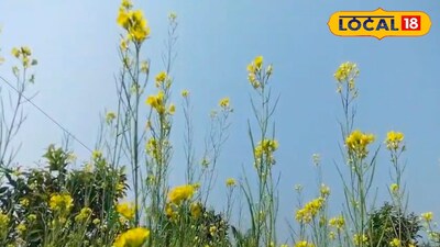 সুন্দরবনের মাটিতে সরষে চাষ