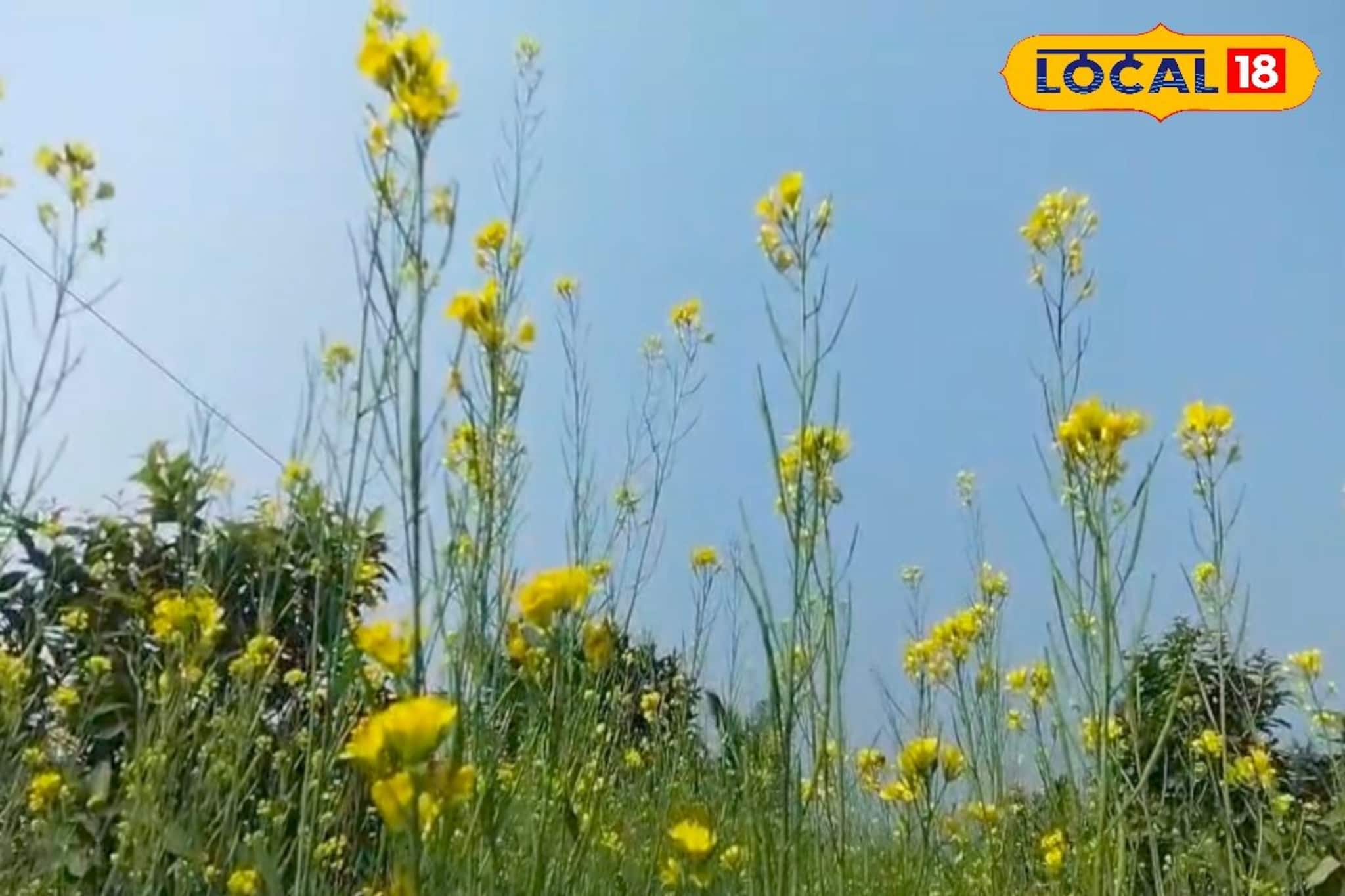 কম খরচ, কম পরিশ্রমে লাভ অনেক! সুন্দরবনে চাষের জগতে নতুন অধ্যায়, চলছে সরষে চাষ কম খরচ, কম পরিশ্রমে লাভ অনেক! সুন্দরবনে চাষের জগতে নতুন অধ্যায়, চলছে সরষে চাষ