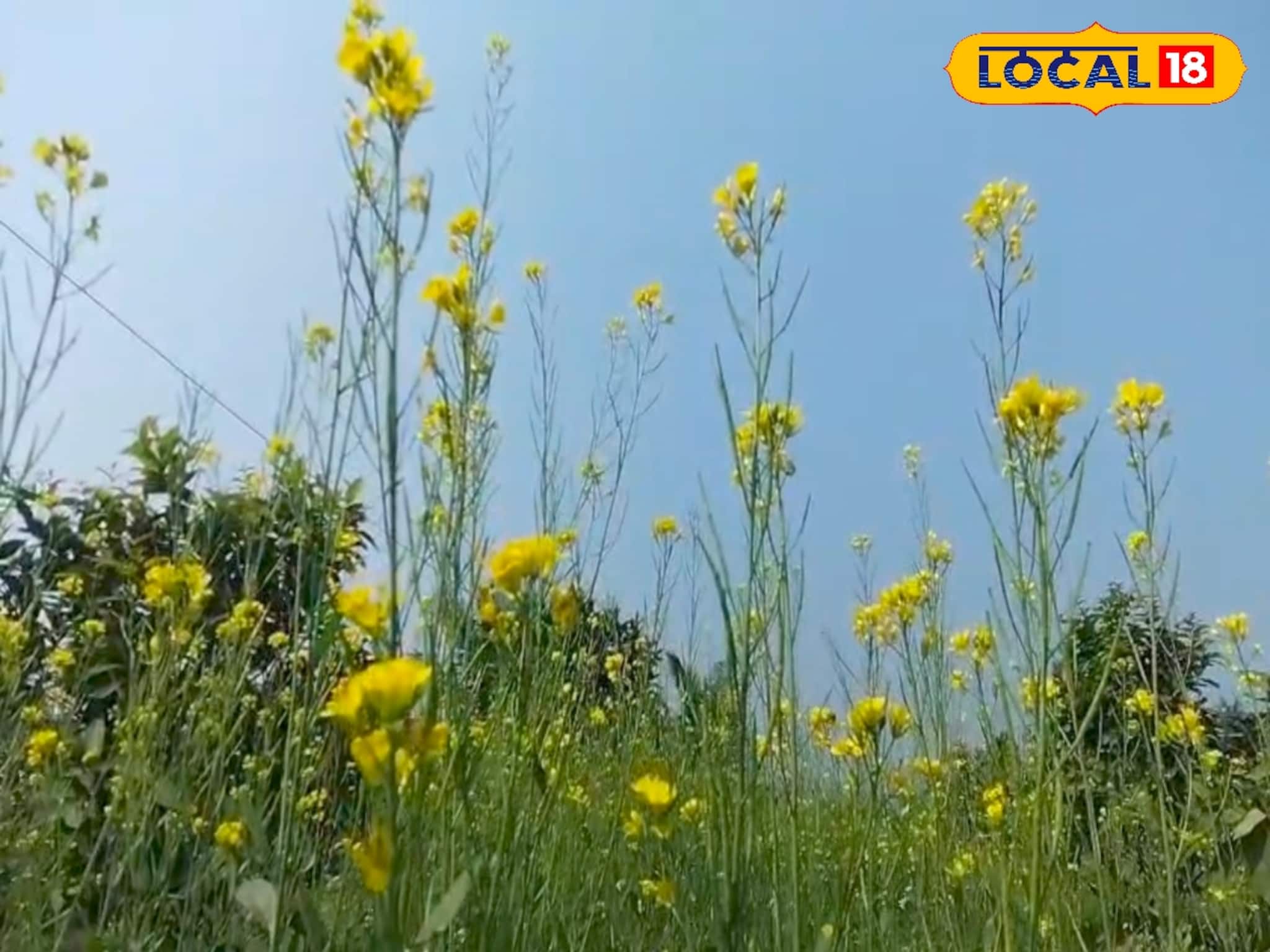 কম খরচ, কম পরিশ্রমে লাভ অনেক! সুন্দরবনে চাষের জগতে নতুন অধ্যায়, চলছে সরষে চাষ কম খরচ, কম পরিশ্রমে লাভ অনেক! সুন্দরবনে চাষের জগতে নতুন অধ্যায়, চলছে সরষে চাষ