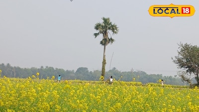 সরষে ফুলের সৌন্দর্যই মানুষকে আকৃষ্ট করে শীতে মানুষের ভিড় জমে এখানে
