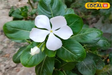 ডায়াবেটিস একেবারে ছুমন্তর হবে! সপ্তাহে ৩ দিন খান এই পাতা