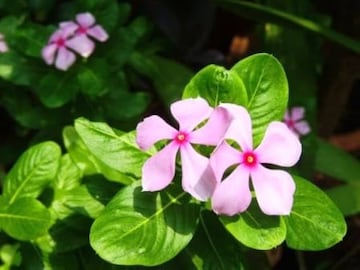 ১ টাকাও খরচ হবে না...! ডায়াবেটিস-রক্তচাপের 'রামবাণ', রোজ ৩-৪টে করে খেলেই খেলা শেষ সুগারের ১ টাকাও খরচ হবে না...! ডায়াবেটিস-রক্তচাপের 'রামবাণ', রোজ ৩-৪টে করে খেলেই খেলা শেষ সুগারের