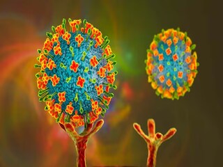 Nipah Virus: এবার আক্রান্ত বর্ধমান মেডিক্যাল কলেজের জুনিয়র ডাক্তার