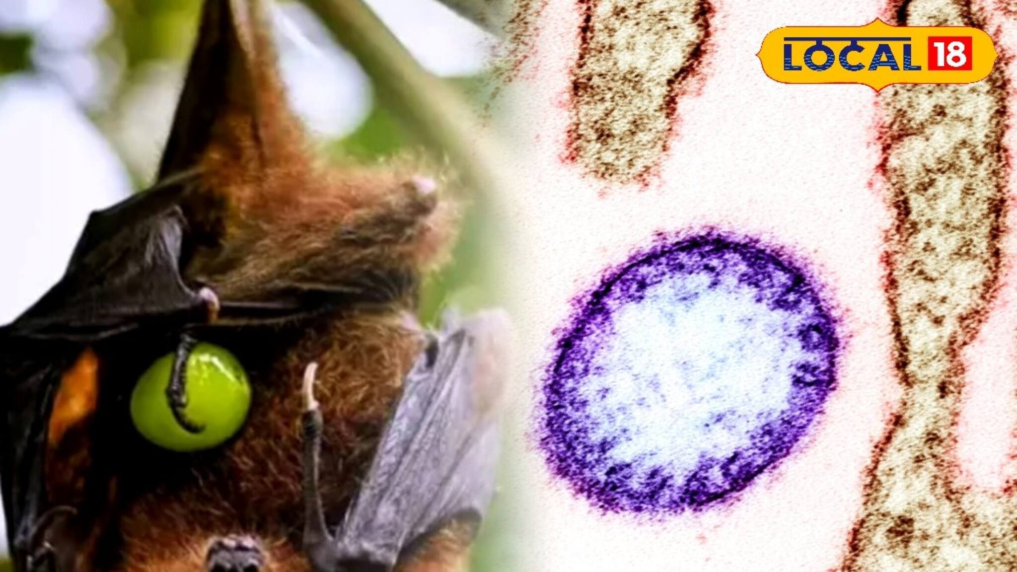 NIPAH Virus: বড় খবর! বাংলায় চোখরাঙাচ্ছে NIPAH Virus, তড়িঘড়ি মমতাকে ফোন জেপি নাড্ডার, মোকাবিলায় তৎপর কেন্দ্র-রাজ্য