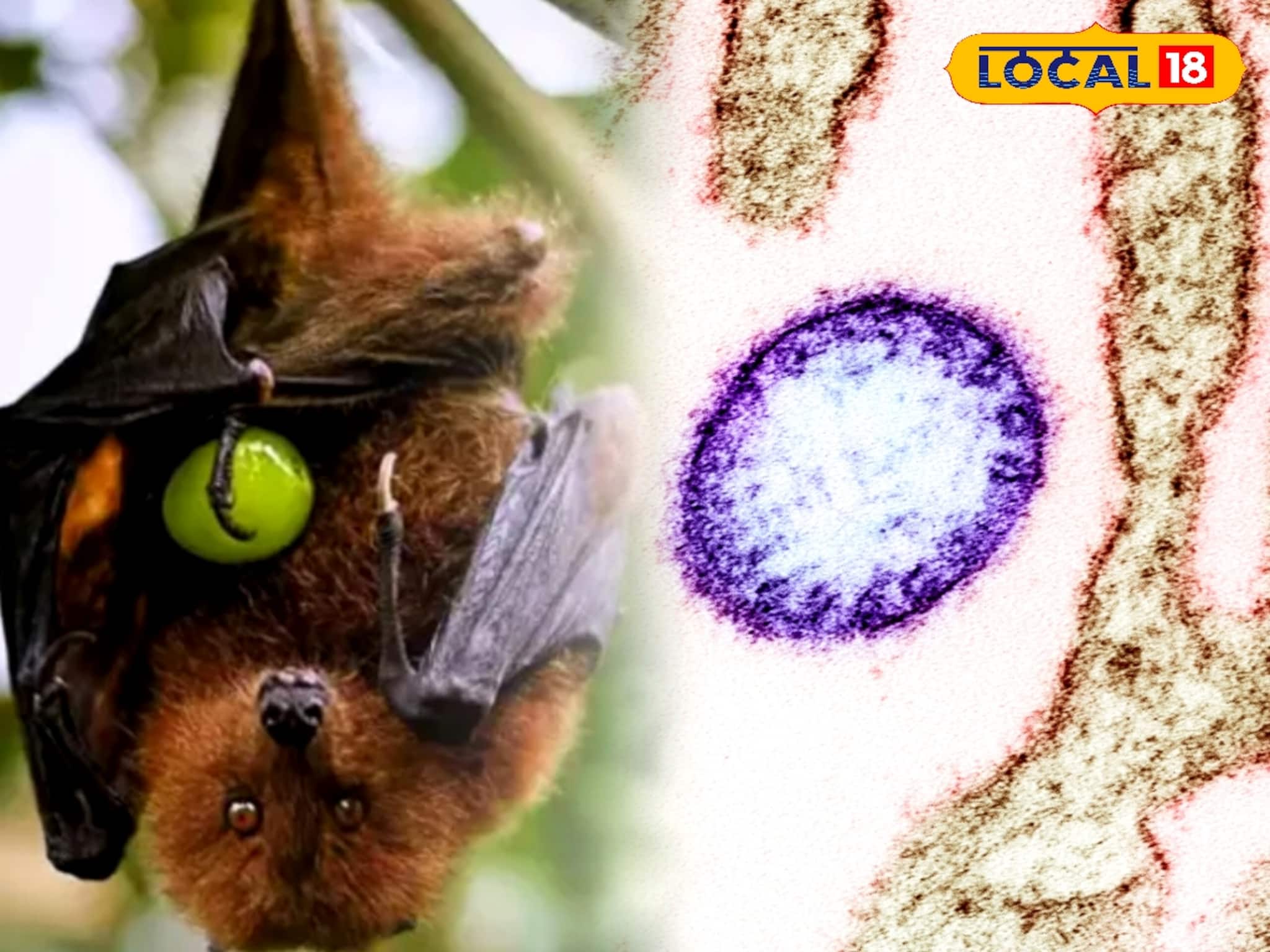 AIIMS'র রিপোর্টে চক্ষু চড়কগাছ, নিপা ভাইরাসে আক্রান্ত স্বাস্থ্যকর্মীরা! বারাসতে নতুন আতঙ্ক