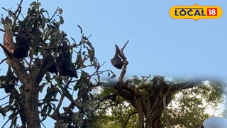 বাদুরতলার পরিচিত গাছ বাদুরতলার পরিচিত গাছ