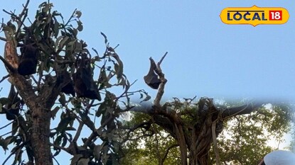 বাদুরতলার পরিচিত গাছ বাদুরতলার পরিচিত গাছ