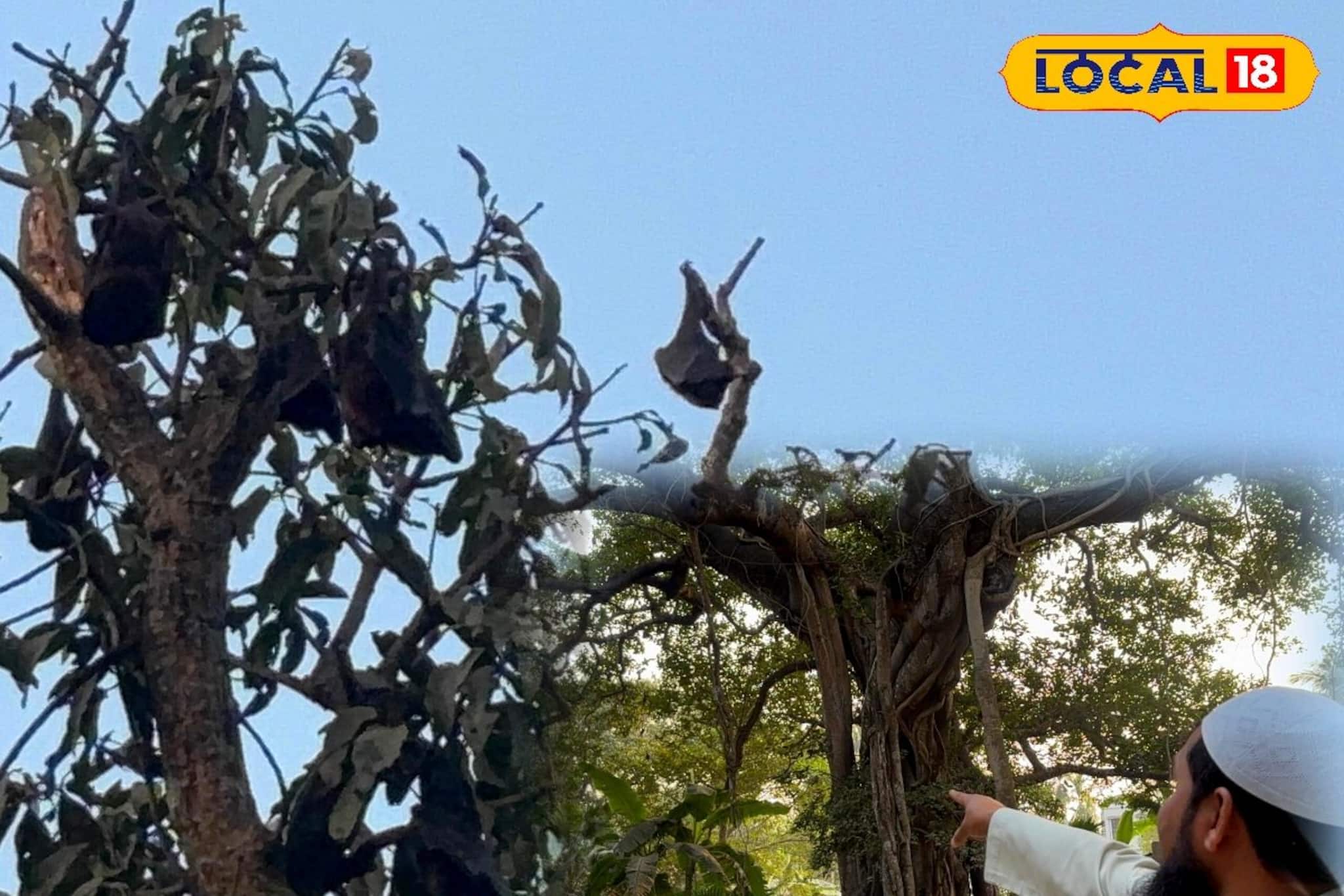 নিপাকে চ্যালেঞ্জ জানাচ্ছেন এঁরা, হাজার হাজার বাদুড়ের সঙ্গে ঘরকন্না! দেখে শিউরে উঠছে মানুষ