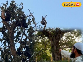 বাদুরতলার পরিচিত গাছ