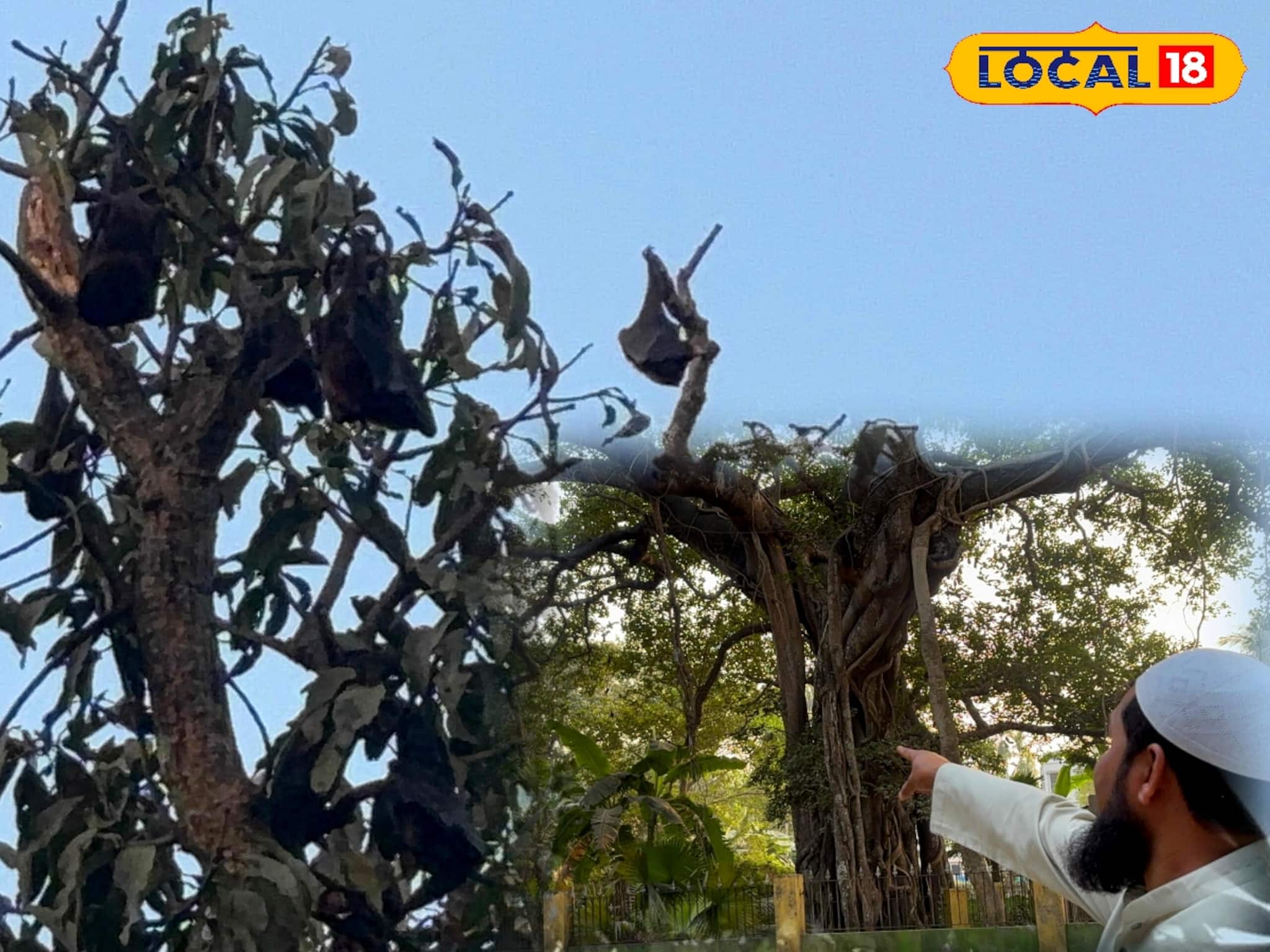 নিপাকে চ্যালেঞ্জ জানাচ্ছেন এঁরা, হাজার হাজার বাদুড়ের সঙ্গে ঘরকন্না! দেখে শিউরে উঠছে মানুষ নিপাকে চ্যালেঞ্জ জানাচ্ছেন এঁরা, হাজার হাজার বাদুড়ের সঙ্গে ঘরকন্না! দেখে শিউরে উঠছে মানুষ