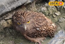 Owl Rescue: জালে আটকে প্রাণ ওষ্ঠাগত! ছুটে এলেন স্থানীয়রা, দলুয়া খাঁকিতে ছটফট করা বিরল প্রজাতির পেঁচার প্রাণ বাঁচিয়ে হিরো গ্রামবাসীরা