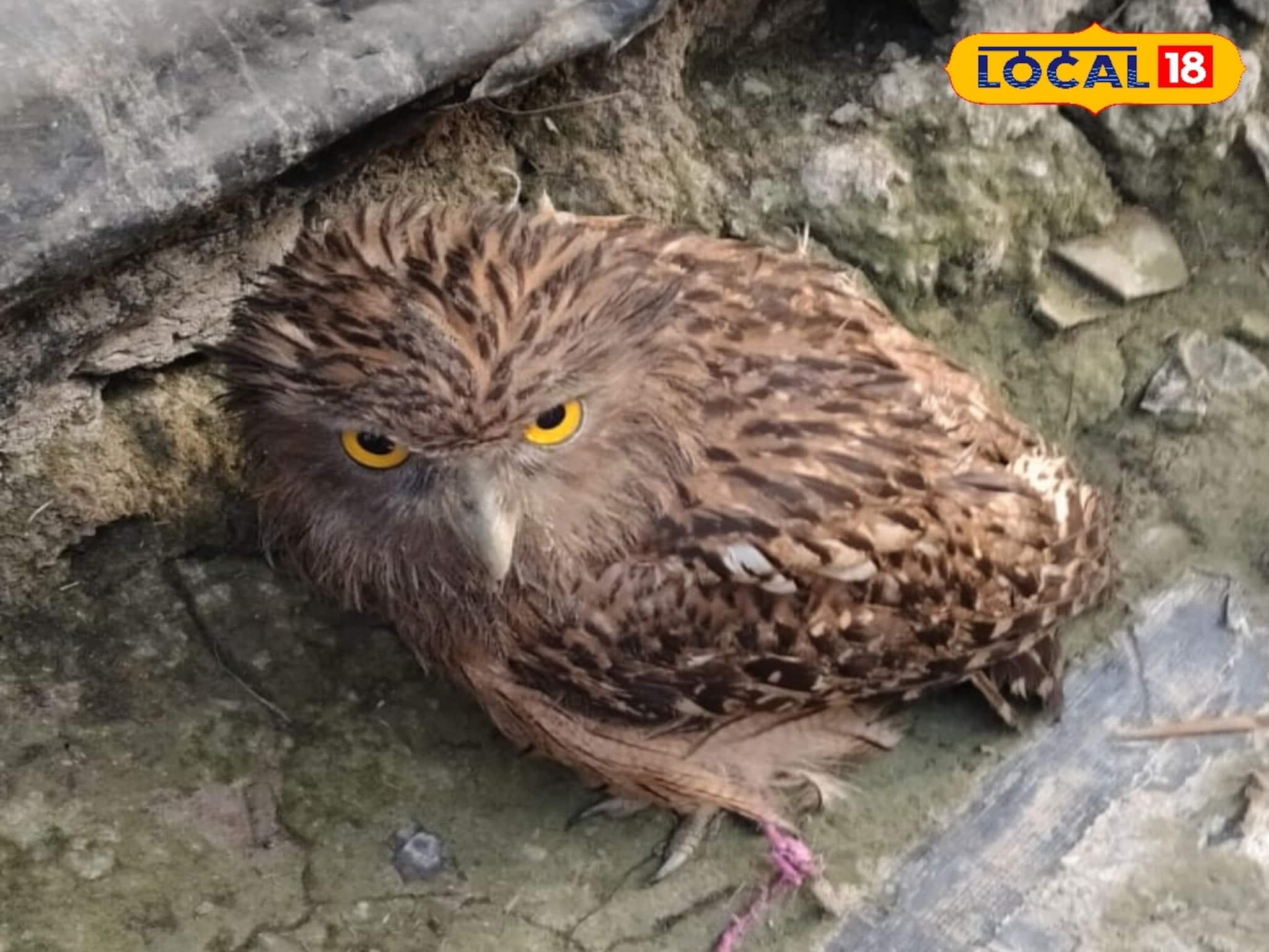 জালে আটকে প্রাণ ওষ্ঠাগত! ছটফট করা বিরল প্রজাতির পেঁচার প্রাণ বাঁচিয়ে হিরো দলুয়া খাঁকি জালে আটকে প্রাণ ওষ্ঠাগত! ছটফট করা বিরল প্রজাতির পেঁচার প্রাণ বাঁচিয়ে হিরো দলুয়া খাঁকি