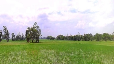 Man Found Dead in Jhargram Farmland; Scooter Accident Claims Life in Newtown