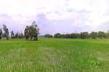 Jhargram News: শ্বশুরবাড়িতে থাকতেন, করতেন প্রচুর মদ্যপান, রবিবার সকালে চাষের জমিতে উদ্ধার রবিন্দ্র দাসের দেহ