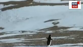 এই পেঙ্গুইন বদলে দিল ইন্টারনেট! একলা যাত্রা বা Death March এর রহস্য কী?