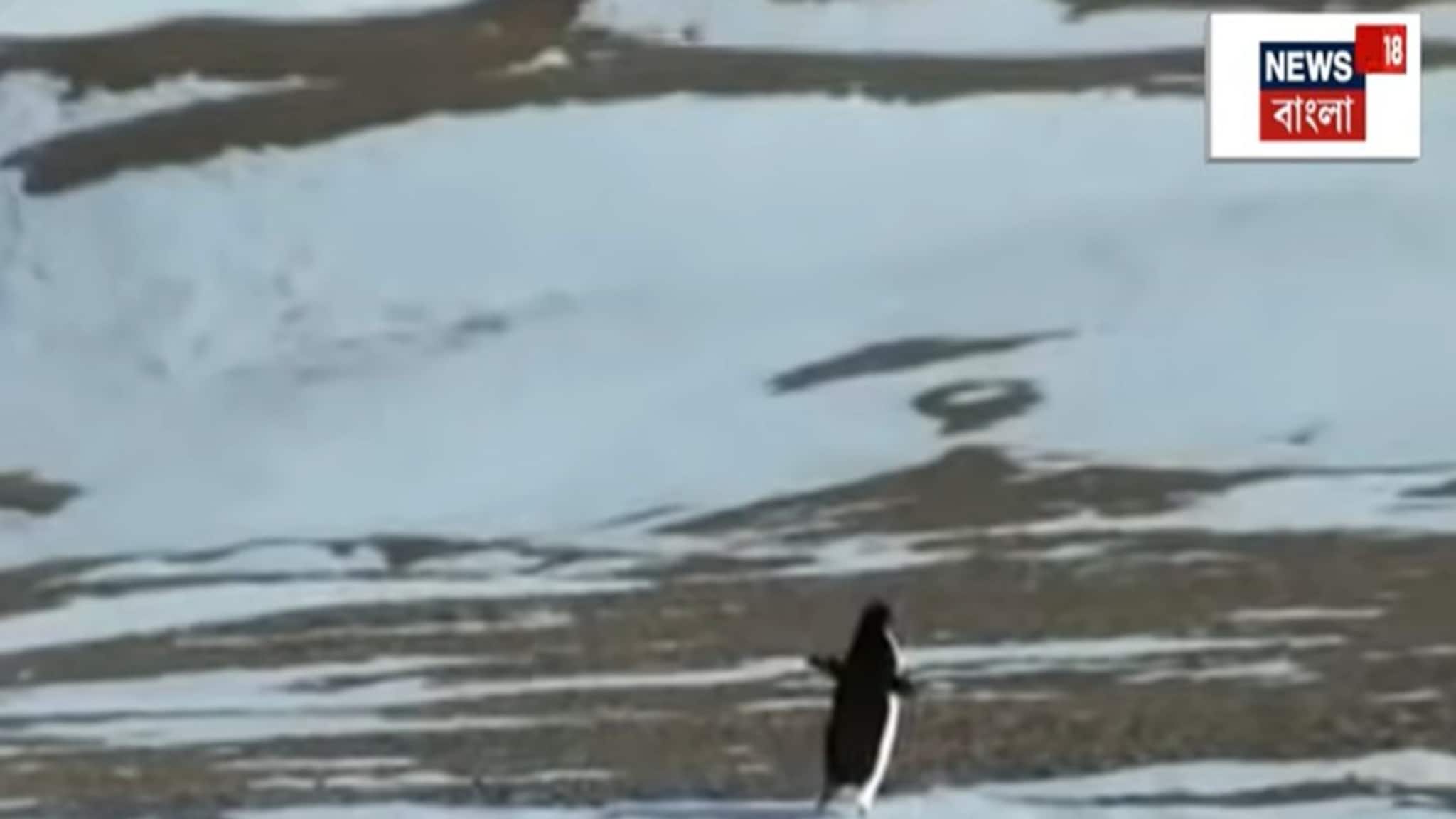 Nihilist Penguin : এই পেঙ্গুইন বদলে দিল ইন্টারনেট! একলা যাত্রা বা Death March এর রহস্য কী?