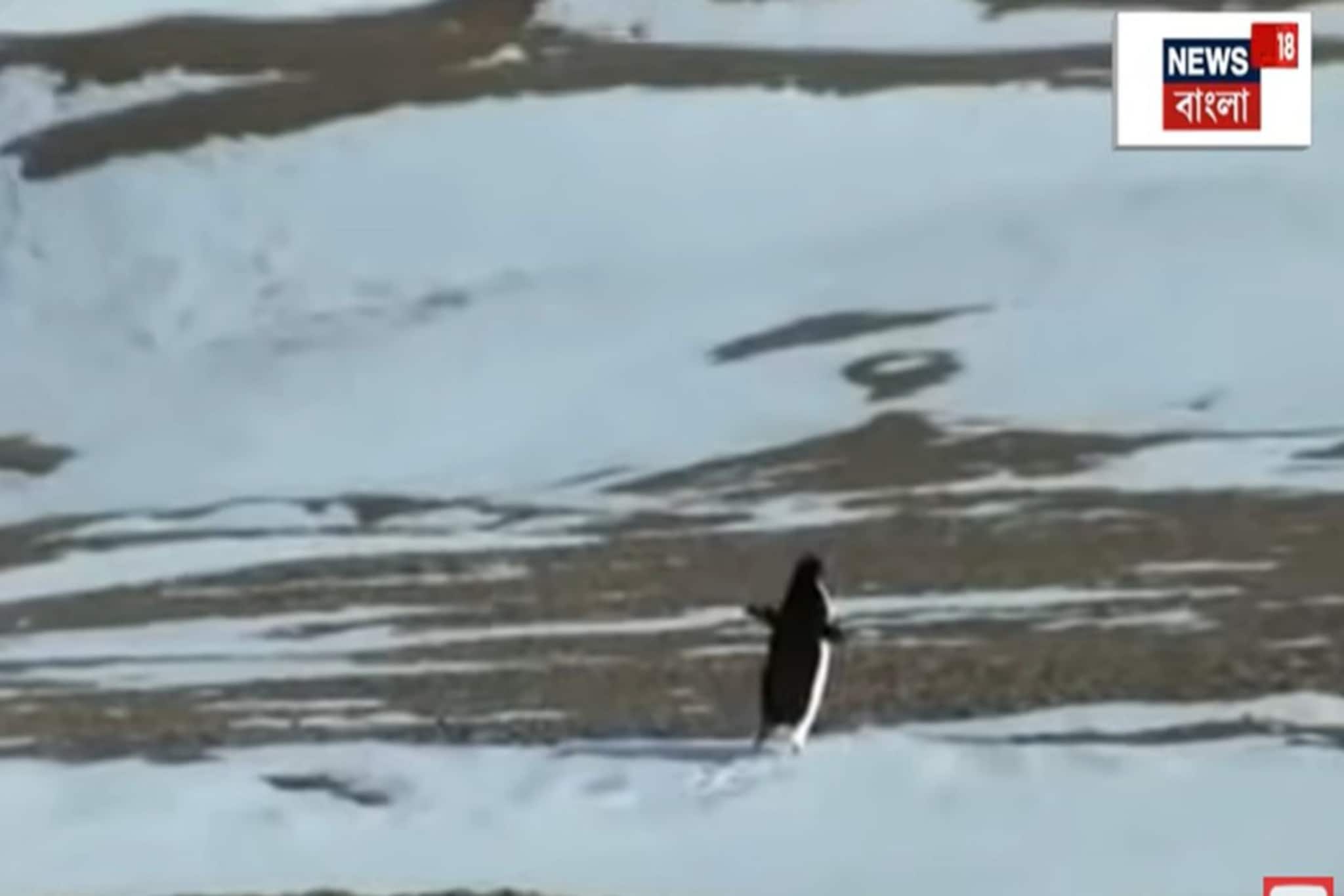 এই পেঙ্গুইন বদলে দিল ইন্টারনেট! একলা যাত্রা বা Death March এর রহস্য কী?