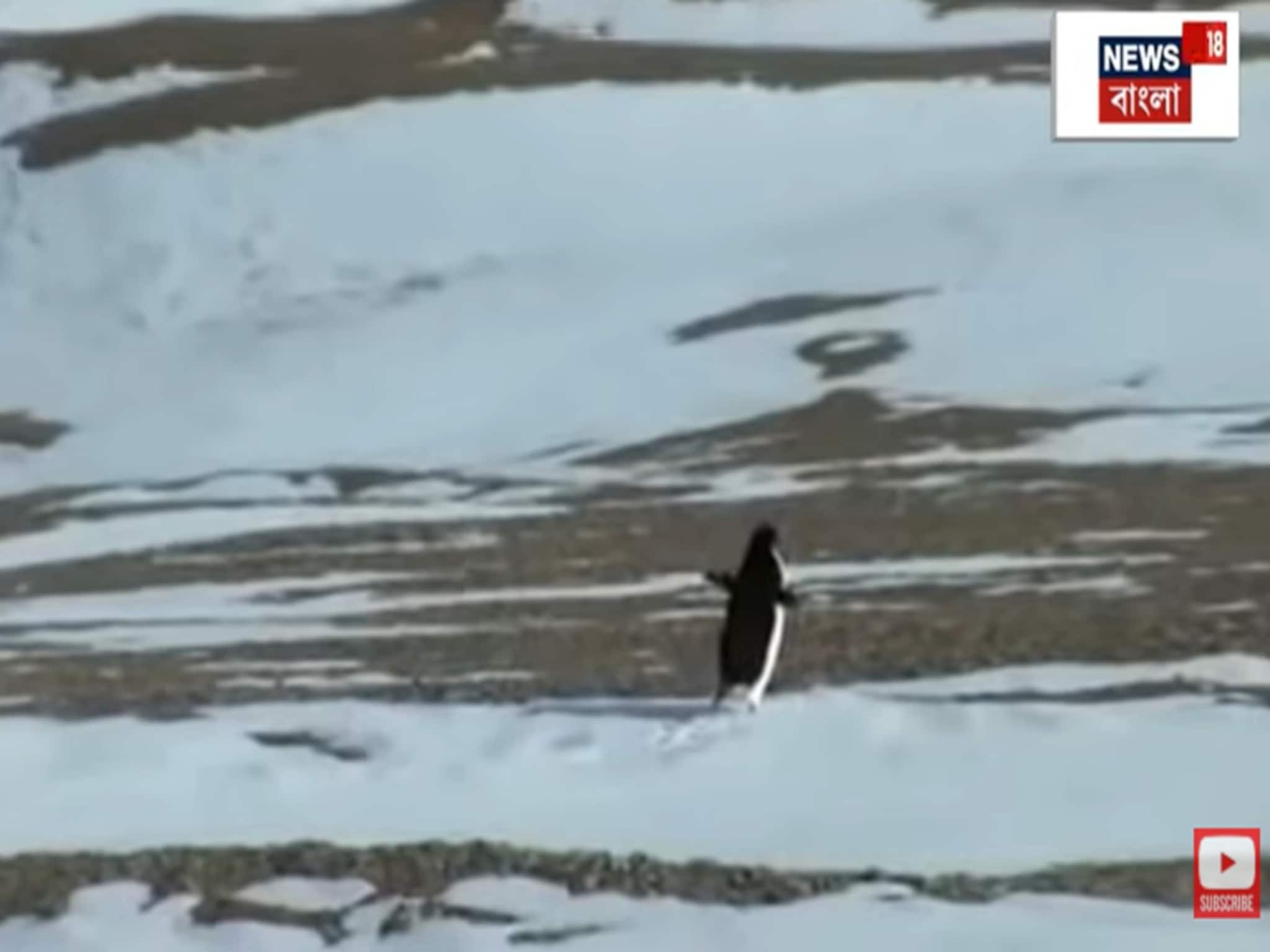 এই পেঙ্গুইন বদলে দিল ইন্টারনেট! একলা যাত্রা বা Death March এর রহস্য কী?