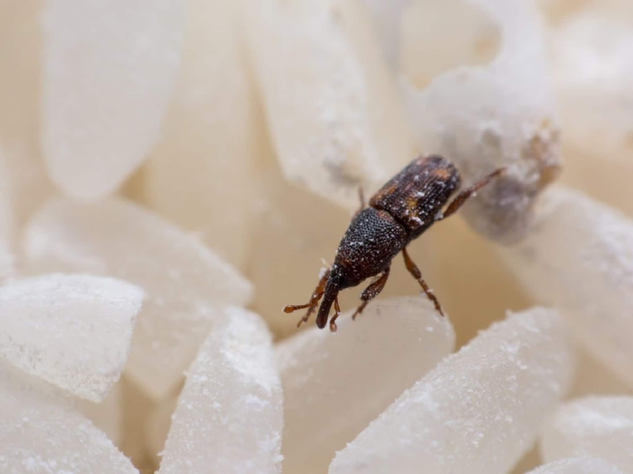 চাল, ডাল সুজিতে থিকথিক করছে পোকা? হেঁসেলের ৫ জিনিসেই সব পালাবে! সহজে খাবার পরিশুদ্ধ করুন! চাল, ডাল সুজিতে থিকথিক করছে পোকা? হেঁসেলের ৫ জিনিসেই সব পালাবে! সহজে খাবার পরিশুদ্ধ করুন!