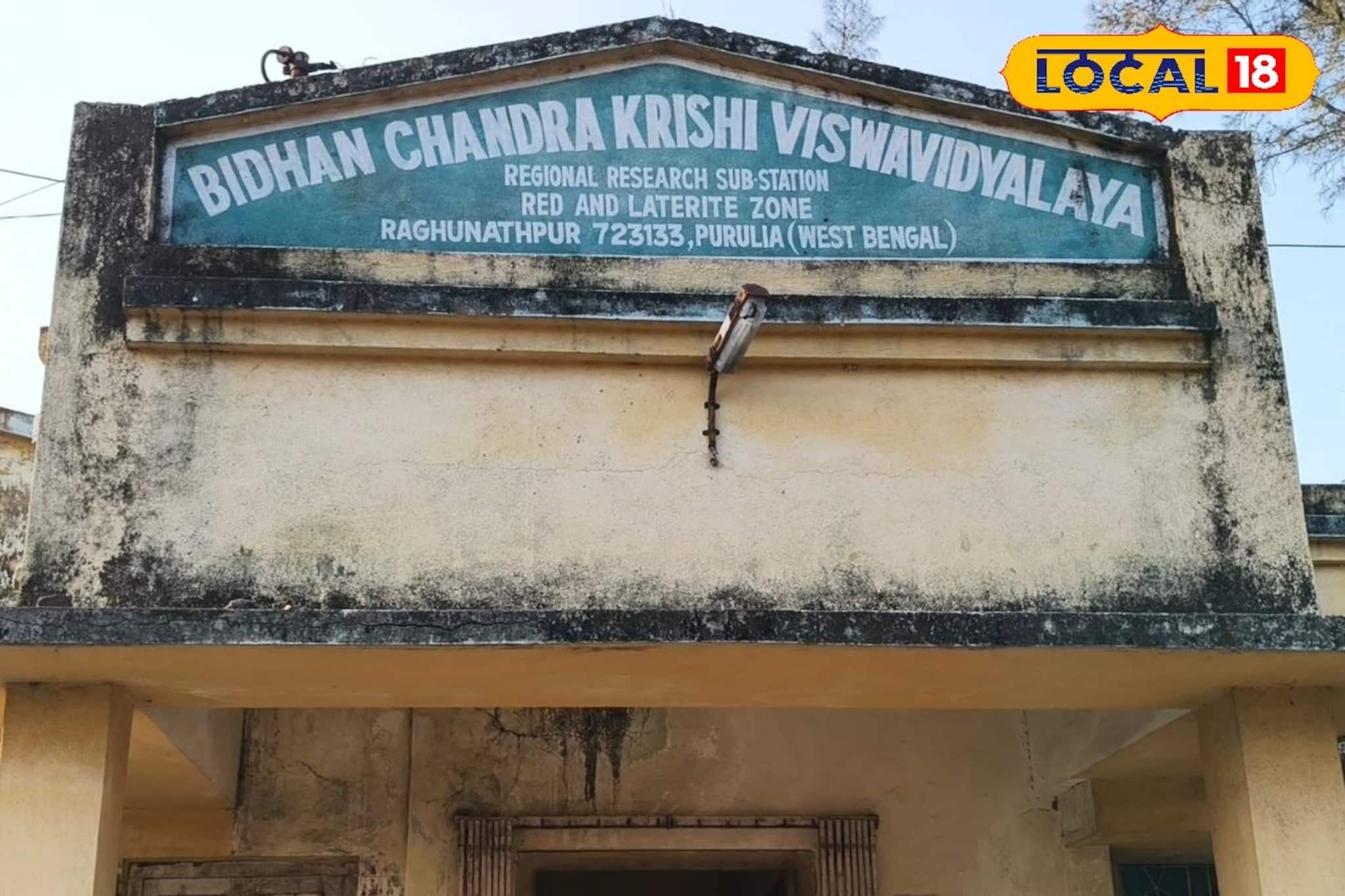 পুরুলিয়ার লাল মাটিতে এবার সোনার ফসল! গবেষণার ম্যাজিকে চাষিদের ভাগ্যে আমূল বদল